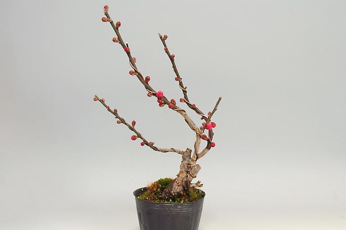 ヒバイM（ひばい・緋梅）花もの盆栽の販売と育て方・作り方・Prunus mume bonsai