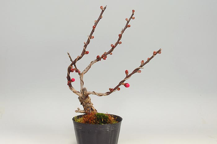 ヒバイM（ひばい・緋梅）花もの盆栽を裏側から見た景色・Prunus mume bonsai