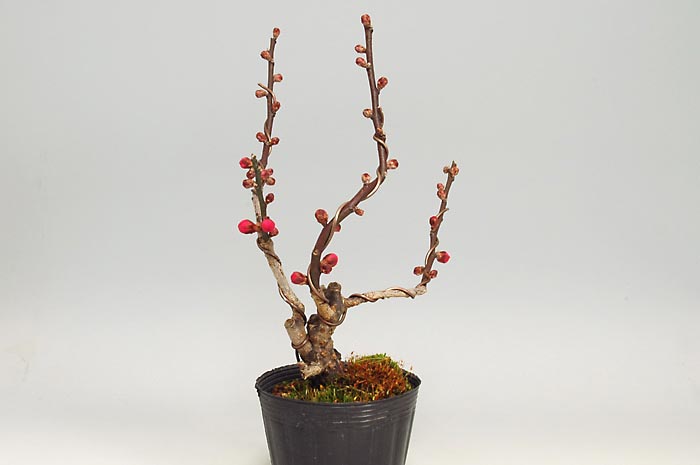 ヒバイM（ひばい・緋梅）花もの盆栽を右側から見た景色・Prunus mume bonsai