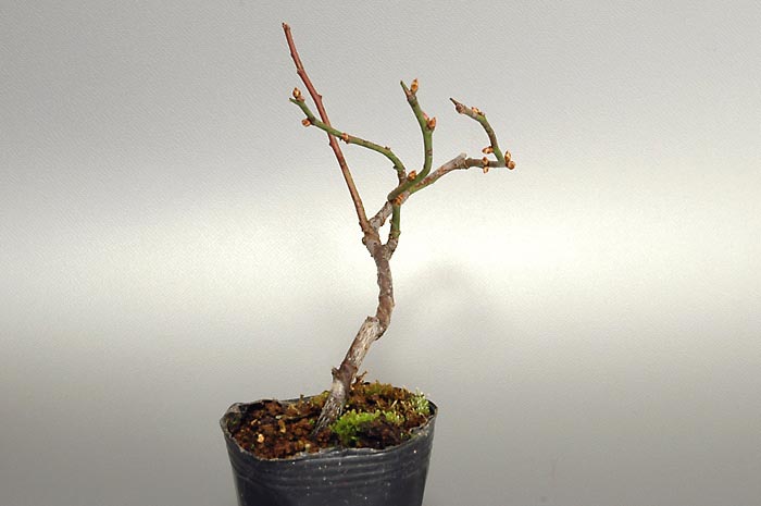 ヤバイ-R（やばい・野梅）花もの盆栽を左側から見た景色・Prunus mume bonsai