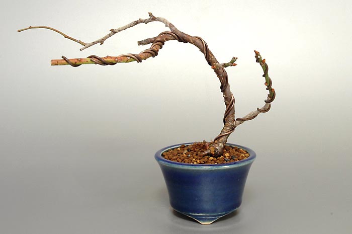 ヤバイU-1（やばい・野梅）ウメ（うめ・梅）花もの盆栽の販売と育て方・作り方・Prunus mume bonsai photo