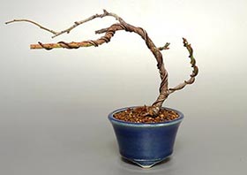 ヤバイU（やばい・野梅）花もの盆栽の成長記録-1・Prunus mume bonsai