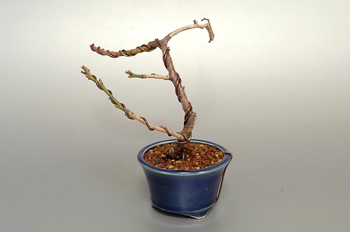 ヤバイU-1（やばい・野梅）ウメ（うめ・梅）花もの盆栽を右側から見た景色・Prunus mume bonsai photo