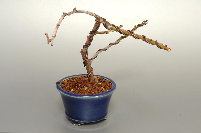 ヤバイU-1（やばい・野梅）ウメ（うめ・梅）花もの盆栽を左側から見た景色・Prunus mume bonsai photo