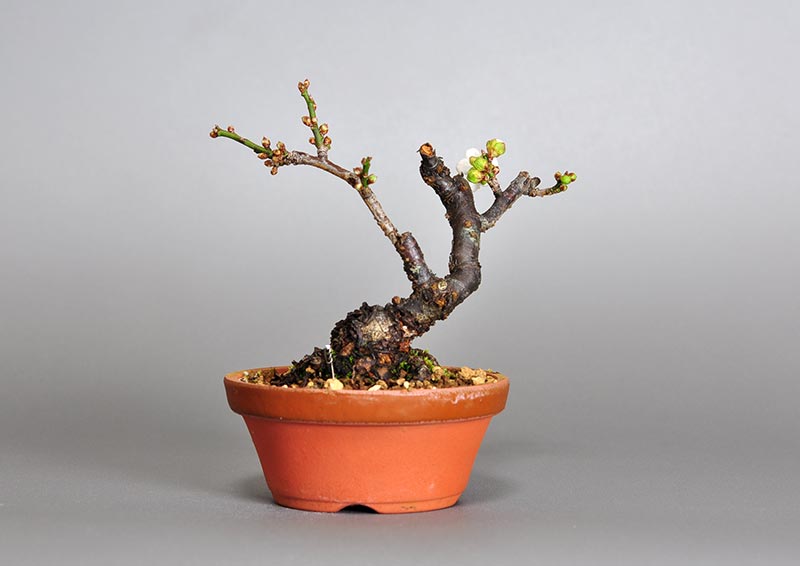 ヤバイU-10（やばい・野梅）花もの盆栽を裏側から見た景色・Prunus mume bonsai