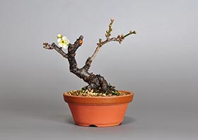 ヤバイU（やばい・野梅）花もの盆栽の成長記録-10・Prunus mume bonsai
