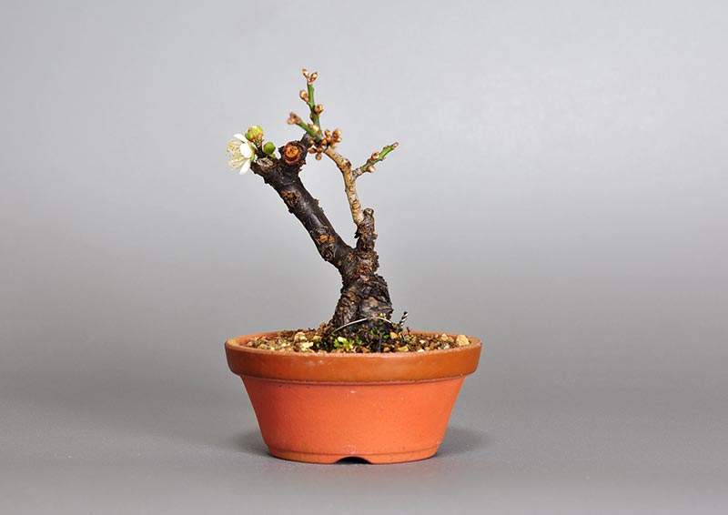 ヤバイU-10（やばい・野梅）花もの盆栽を右側から見た景色・Prunus mume bonsai