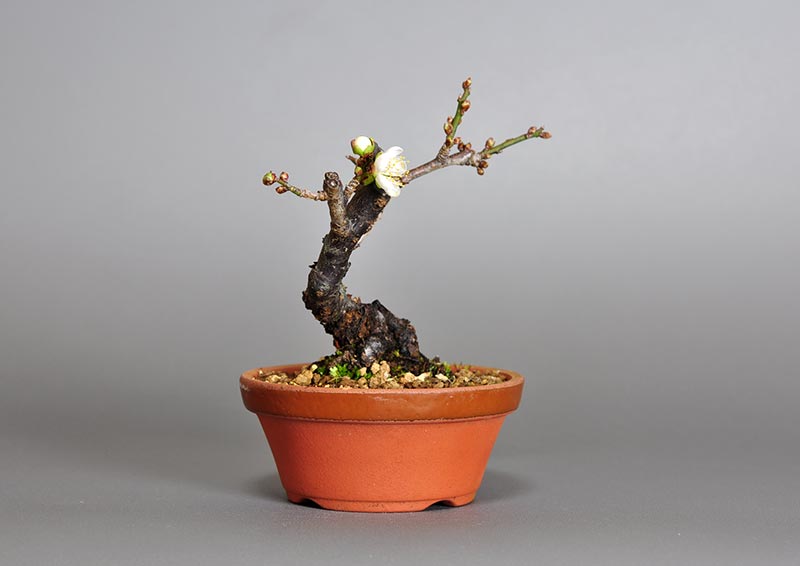 ヤバイU-10（やばい・野梅）花もの盆栽を左側から見た景色・Prunus mume bonsai