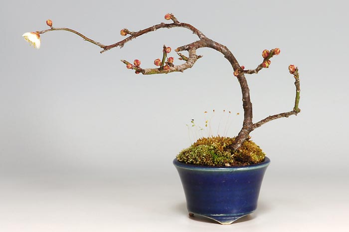 ヤバイU-2（やばい・野梅）ウメ（うめ・梅）花もの盆栽の販売と育て方・作り方・Prunus mume bonsai photo