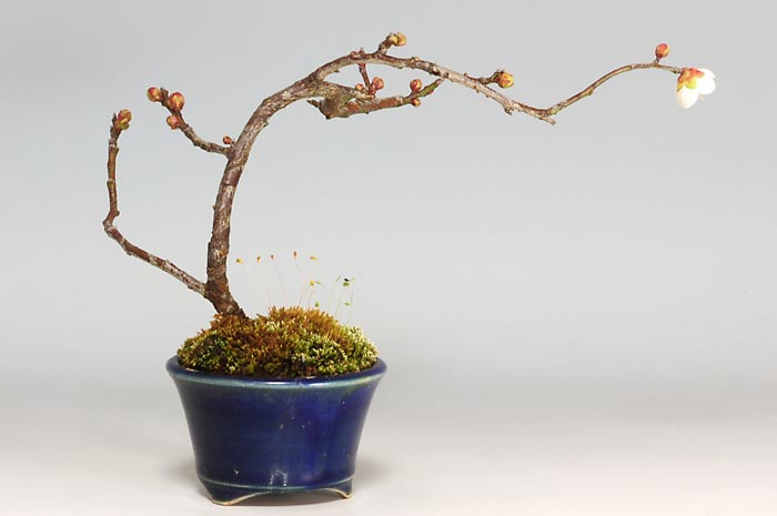 ヤバイU-2（やばい・野梅）ウメ（うめ・梅）花もの盆栽を裏側から見た景色・Prunus mume bonsai photo