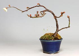 ヤバイU（やばい・野梅）花もの盆栽の成長記録-2・Prunus mume bonsai