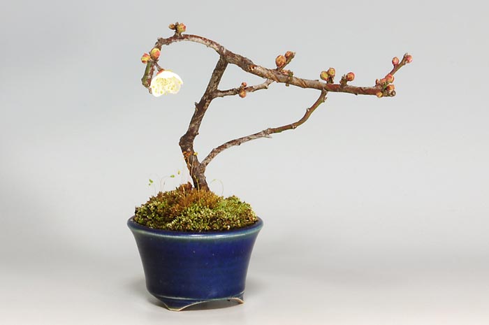 ヤバイU-2（やばい・野梅）ウメ（うめ・梅）花もの盆栽を左側から見た景色・Prunus mume bonsai photo