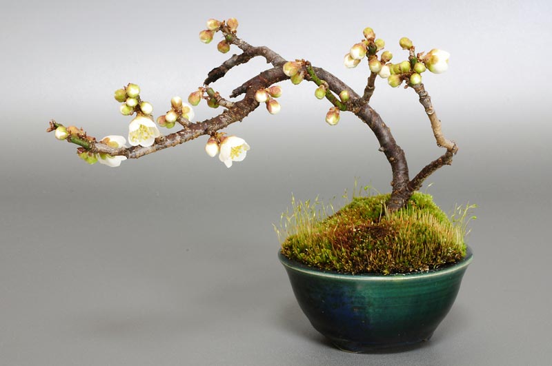 ヤバイU-3（やばい・野梅）ウメ（うめ・梅）花もの盆栽の販売と育て方・作り方・Prunus mume bonsai photo