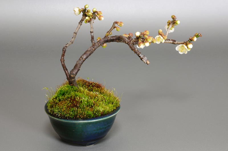 ヤバイU-3（やばい・野梅）ウメ（うめ・梅）花もの盆栽を裏側から見た景色・Prunus mume bonsai photo