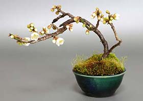 ヤバイU（やばい・野梅）花もの盆栽の成長記録-3・Prunus mume bonsai