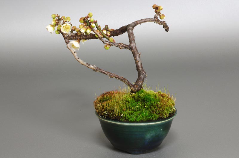 ヤバイU-3（やばい・野梅）ウメ（うめ・梅）花もの盆栽を右側から見た景色・Prunus mume bonsai photo