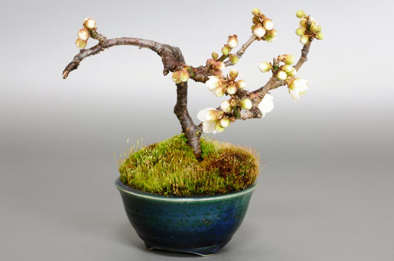ヤバイU-3（やばい・野梅）ウメ（うめ・梅）花もの盆栽を左側から見た景色・Prunus mume bonsai photo