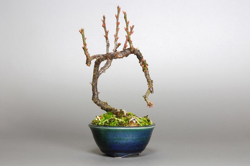 ヤバイU-4（やばい・野梅）ウメ（うめ・梅）花もの盆栽の販売と育て方・作り方・Prunus mume bonsai photo