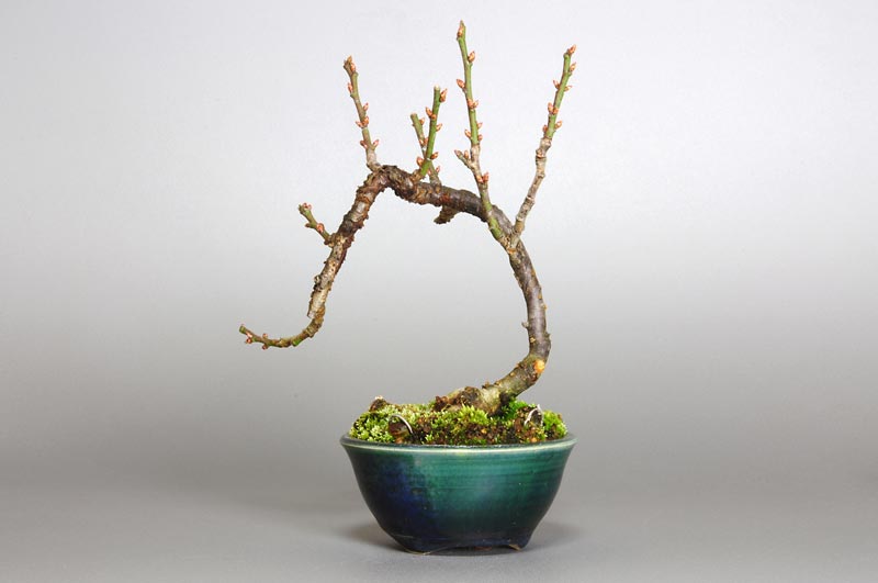 ヤバイU-4（やばい・野梅）ウメ（うめ・梅）花もの盆栽を裏側から見た景色・Prunus mume bonsai photo