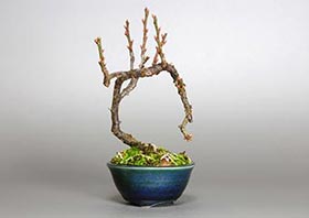 ヤバイU（やばい・野梅）花もの盆栽の成長記録-4・Prunus mume bonsai
