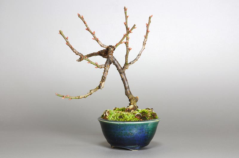 ヤバイU-4（やばい・野梅）ウメ（うめ・梅）花もの盆栽を右側から見た景色・Prunus mume bonsai photo