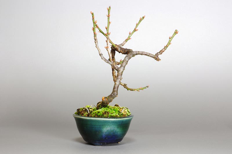 ヤバイU-4（やばい・野梅）ウメ（うめ・梅）花もの盆栽を左側から見た景色・Prunus mume bonsai photo