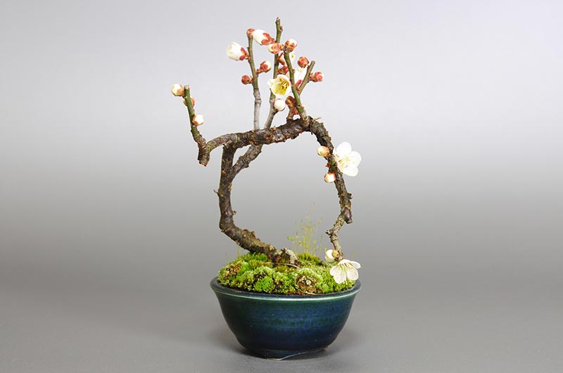 ヤバイU-5（やばい・野梅）ウメ（うめ・梅）花もの盆栽の販売と育て方・作り方・Prunus mume bonsai photo