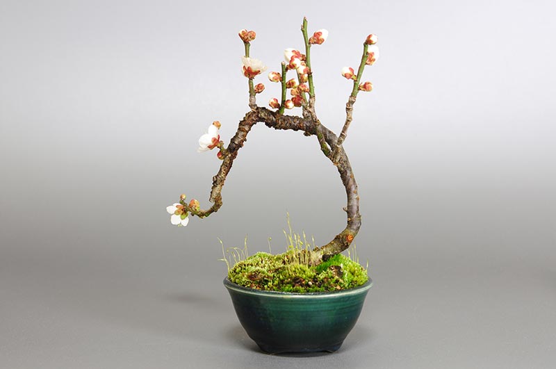 ヤバイU-5（やばい・野梅）ウメ（うめ・梅）花もの盆栽を裏側から見た景色・Prunus mume bonsai photo