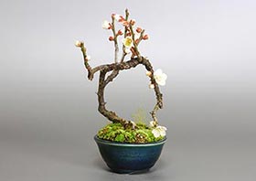 ヤバイU（やばい・野梅）花もの盆栽の成長記録-5・Prunus mume bonsai