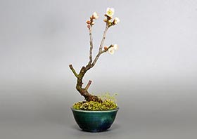 ヤバイU（やばい・野梅）花もの盆栽の成長記録-6・Prunus mume bonsai