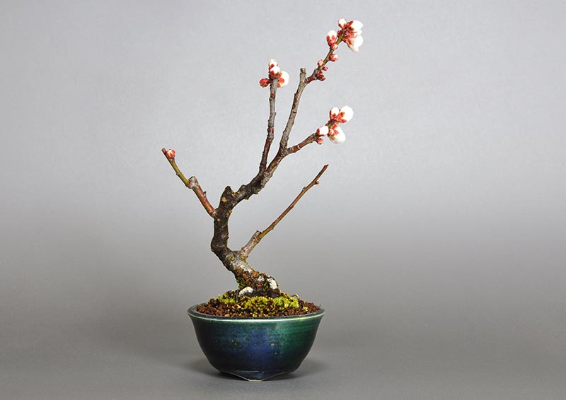 ヤバイU-7（やばい・野梅）ウメ（うめ・梅）花もの盆栽の販売と育て方・作り方・Prunus mume bonsai photo