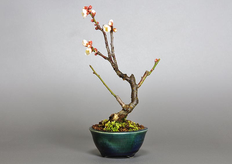 ヤバイU-7（やばい・野梅）ウメ（うめ・梅）花もの盆栽を裏側から見た景色・Prunus mume bonsai photo