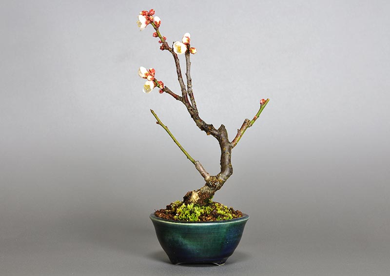 ヤバイU-7（やばい・野梅）ウメ（うめ・梅）花もの盆栽を裏側から見た景色・Prunus mume bonsai photo