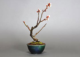 ヤバイU（やばい・野梅）花もの盆栽の成長記録-7・Prunus mume bonsai