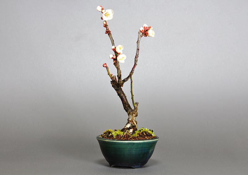 ヤバイU-7（やばい・野梅）ウメ（うめ・梅）花もの盆栽を右側から見た景色・Prunus mume bonsai photo