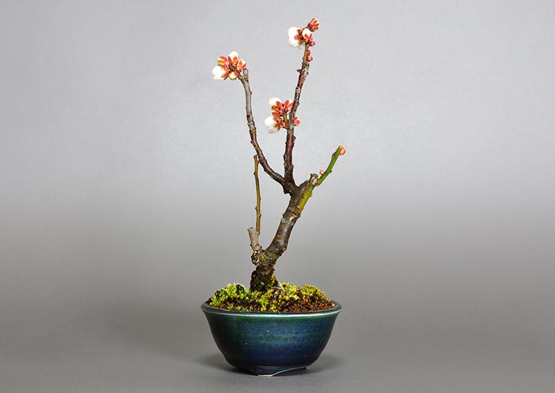 ヤバイU-7（やばい・野梅）ウメ（うめ・梅）花もの盆栽を左側から見た景色・Prunus mume bonsai photo