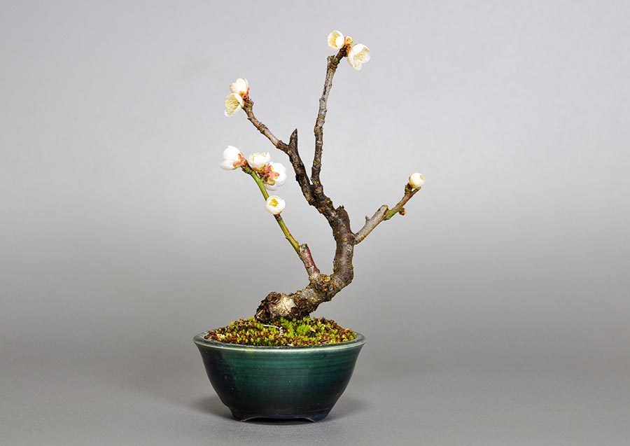 ヤバイU-8（やばい・野梅）ウメ（うめ・梅）花もの盆栽を裏側から見た景色・Prunus mume bonsai photo