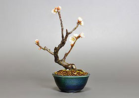ヤバイU（やばい・野梅）花もの盆栽の成長記録-8・Prunus mume bonsai