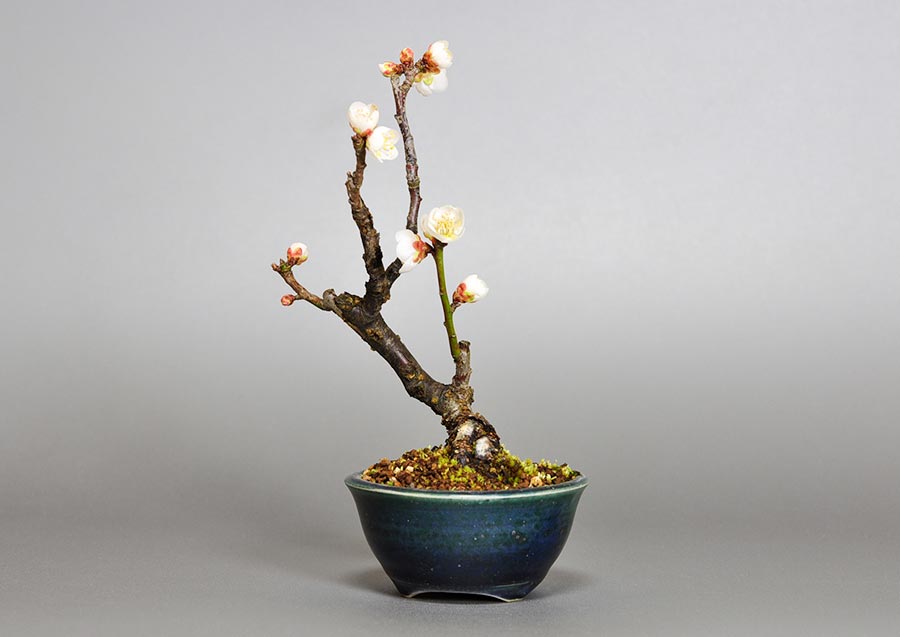 ヤバイU-8（やばい・野梅）ウメ（うめ・梅）花もの盆栽を右側から見た景色・Prunus mume bonsai photo