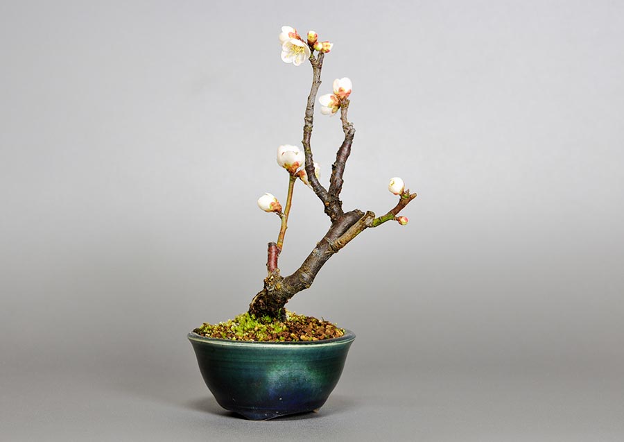 ヤバイU-8（やばい・野梅）ウメ（うめ・梅）花もの盆栽を左側から見た景色・Prunus mume bonsai photo
