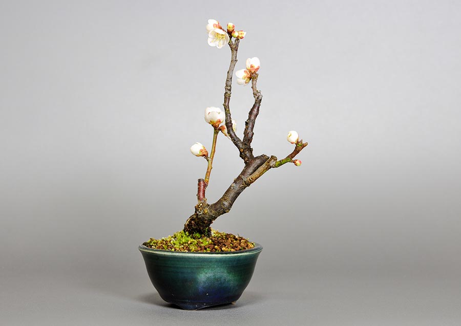 ヤバイU-8（やばい・野梅）ウメ（うめ・梅）花もの盆栽を左側から見た景色・Prunus mume bonsai photo