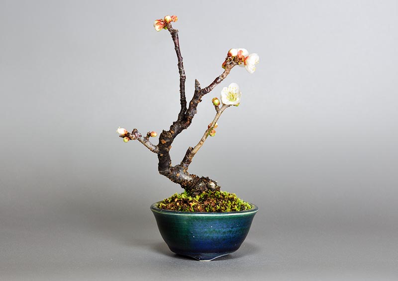 ヤバイU-9（やばい・野梅）花もの盆栽の販売と育て方・作り方・Prunus mume bonsai