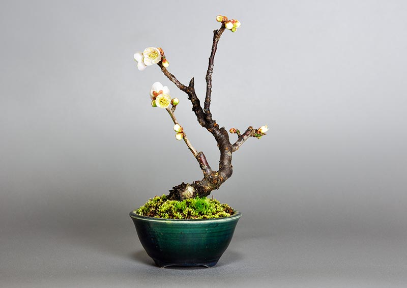 ヤバイU-9（やばい・野梅）花もの盆栽を裏側から見た景色・Prunus mume bonsai