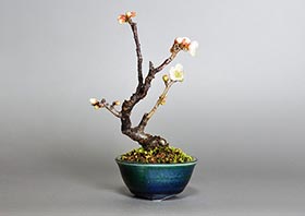 ヤバイU（やばい・野梅）花もの盆栽の成長記録-9・Prunus mume bonsai