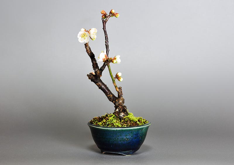 ヤバイU-9（やばい・野梅）花もの盆栽を右側から見た景色・Prunus mume bonsai