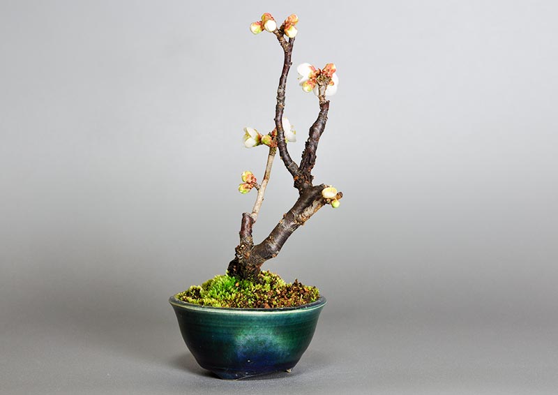 ヤバイU-9（やばい・野梅）花もの盆栽を左側から見た景色・Prunus mume bonsai