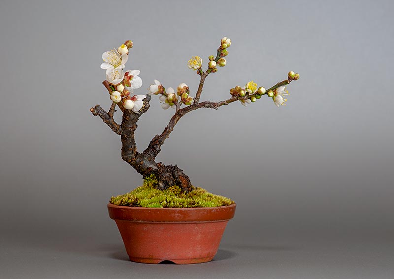 ヤバイU（やばい・野梅）花もの盆栽の販売と育て方・作り方・Prunus mume bonsai