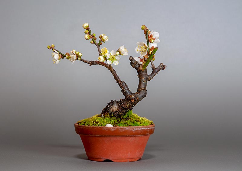 ヤバイU（やばい・野梅）花もの盆栽を裏側から見た景色・Prunus mume bonsai