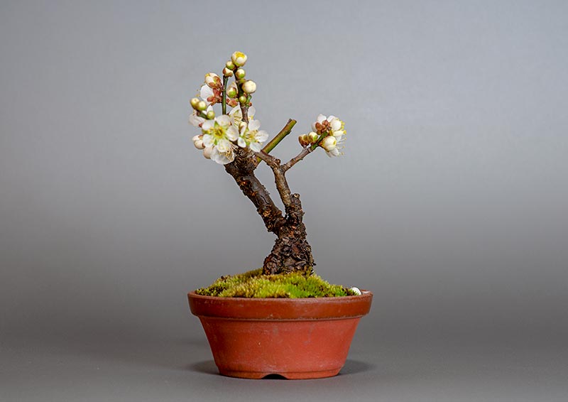 ヤバイU（やばい・野梅）花もの盆栽を右側から見た景色・Prunus mume bonsai