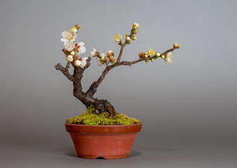 ヤバイ-U（やばい・野梅）盆栽の樹作りの参考樹形・Prunus mume Best bonsai
